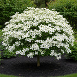 White Dogwood Tree Live Plant in Quart Pot, 6 to 12 Inc Tall, Live White Flowering Dogwood Trees Shrubs for Planting Outdoors