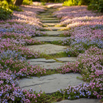 1000+ Creeping Thyme Seeds, Mix Color Creeping Thyme Seeds Ground Cover, Vibrant Blooms Garden Seed Heirloom, Perennial Flowers for Rock Gardens
