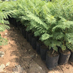 Purple Blue Jacaranda Tree Live Plant, Starter Size 6-12 Inc in Tall in 4" Pot, Vibrant Bloom, Royal Poinciana Flamboyant Like
