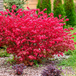 Pack 2 Burning Bush Rooted Cuttings Live, Hardy Ornamental Shrubs, Burning Bush Live Plants