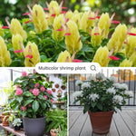 Set 3 Shrimp Plant Live, Live Shrimp Shrubs Plant, Assorted Flower, 5-7 Inches Tall, Easy Care Houseplant, Fragrant Blooms, Indoor Outdoor Growing