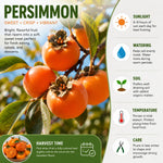 Persimmon Tree Live Plant, High-Yield Persimmon, 2 Ft Tall