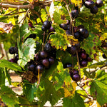 Black Muscadine Grape Plant Live, 6-12 Inch Tall, in 4" Pot, Well Rooted Vines for Outdoor Planting
