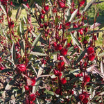 Sabdariffa Roselle Hibiscus Plant Live 4 to 8 Inch Tall, Jamaican Red Roselle Hibiscus Live Plant to Grow, in 4" Pot