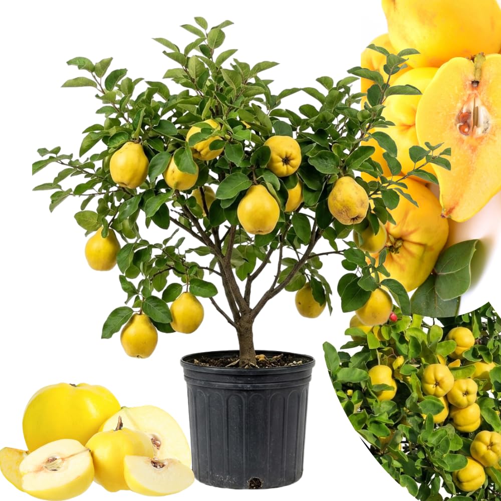 Quince Tree Plant Live, Well-Rooted Fruit Tree, 2-3 Ft Tall
