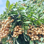 Longan Fruit Tree Live Plant, Longan Tropical Fruit Tree, 5-9 Inch Tall Starter Plant