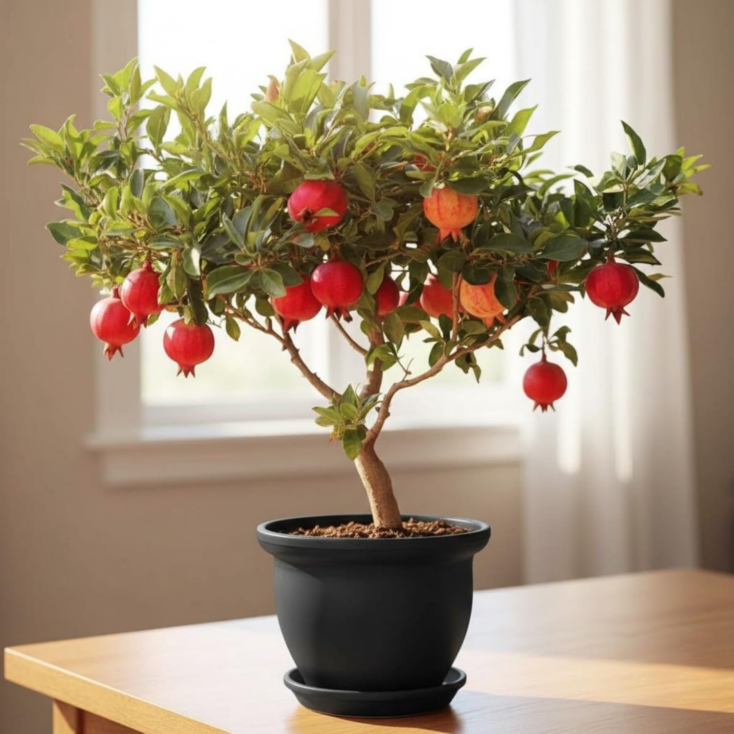 Pomegranate Tree Live Plant 4'' Pot, Red Pomegranate Fruit Tree 8-10 Inches, Sweet Fruit-Bearing Tree for Outdoor Planting
