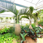 Live Palm Tree Plant in 3 Gallon Pot, No CA, Large Fully Rooted Size, Ready to Plant for Home Décor Indoor Outdoor Landscape, Rare Palm Trees, Bottle Palm