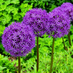 5 Large Purple Allium Bulbs, Ornamental Onion Flower Bulbs for Planting - Spring Blooming Purple Allium Flowers for Garden Beds and Borders