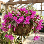 Pink Easter Cactus Plant Live 4-6 Inches, Vibrant Spring Bloomer for Indoor Decor, Patio Pots, Ready to Grow