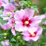2 Althea Rose of Sharon Hibiscus Shrubs Live Seedlings, Bareroots 1 to 2 Feet Tall, Hardy Perennial Flowering Bushes for Garden (Pink)