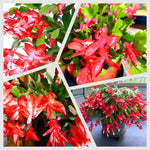 Christmas Cactus Plants Live, Flowering Thanksgiving Cactus with Vibrant Blooms, 4-7'' Tall, Easy-Care Indoor Houseplant (Red Blooms)