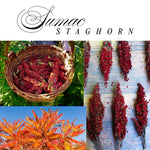 2 Rare Sumac Trees Live Plants Bare Roots, Dormant 1-2 Feet Tall, Hardy Shrub Fragrant Ground Cover for Landscaping