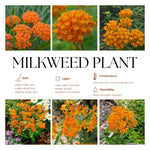4 Orange Milkweed Plants Live 4-9 Inc Tall, Tropical Milkweed Plants Well Rooted, Outdoor Growing