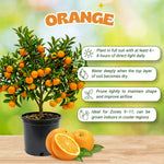 Orange Tree Live Plant, Late Season Orange Tree, Well Rooted, 1-2 Feet Tall, Sweet Citrus Trees for Containers, Pot and Outdoor Garden