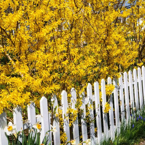 2 Lynwood Gold Forsythia Bush Live, Yellow Forsythia Plants Live Bareroots 6-12 Inch Tall, Fragrant Forsythia Shrub to Grow