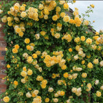 Starter Climbing Roses Live Plants, Rose Bushes Ready to Planting, No Pot, Cut Back, Well Rooted, 6-8 Months Old (Yellow)