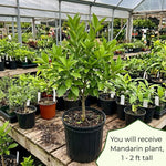 Mandarin Orange Tree, Sweet Seedless Mandarin Plants Live, 1.5 Years Old Tree, Fragrant Citrus Trees for Patio and Outdoor Garden