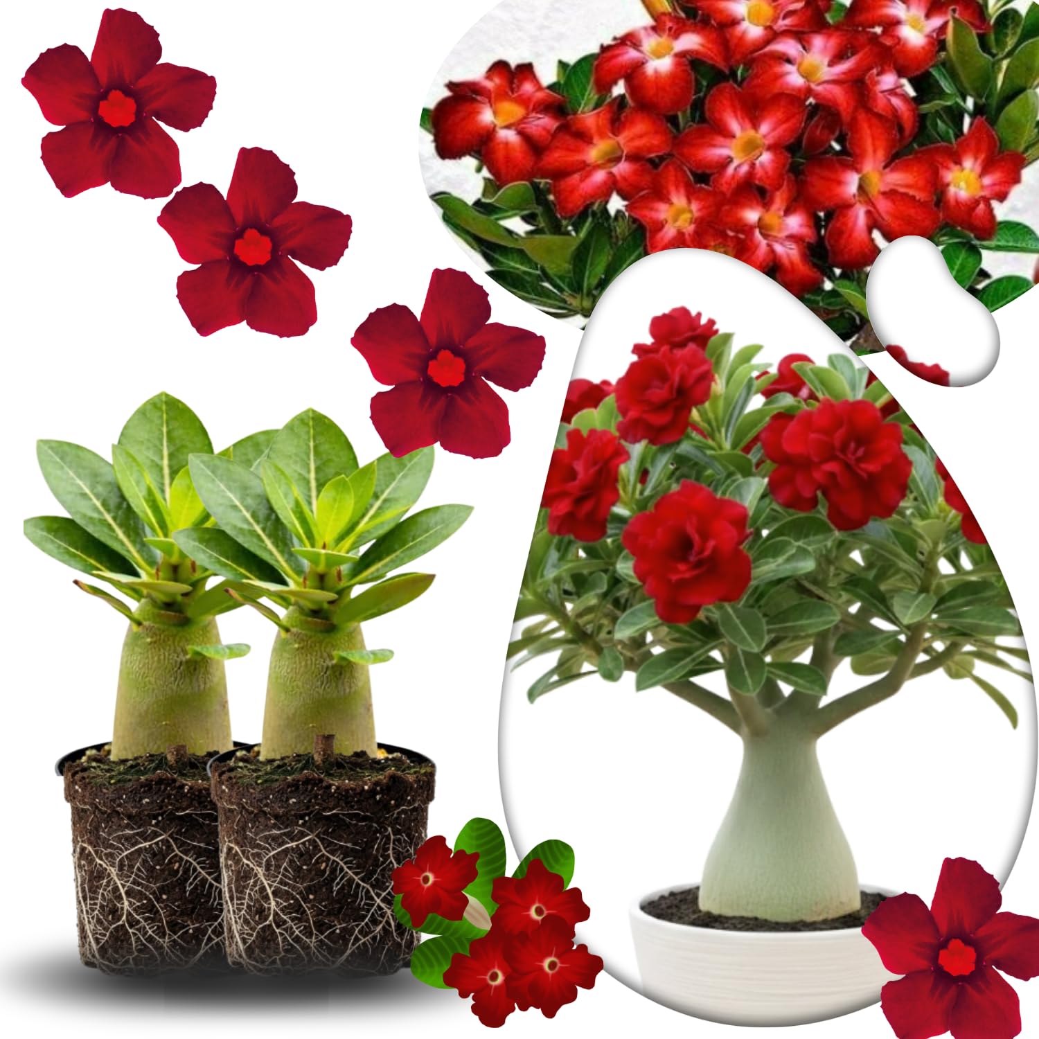 02 Red Desert Rose Live Plants, Starter Adenium 3-6 Inches Tall, No Pot, No Flower, Tropical Flowering Succulent Plants for Indoor Outdoor Growing