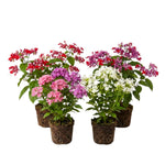 Random Clerodendrum Live Plant 4-7 Inches, Chain of Glory Light Bulb Flowering Shrub Starter Plant for Indoor Outdoor Garden