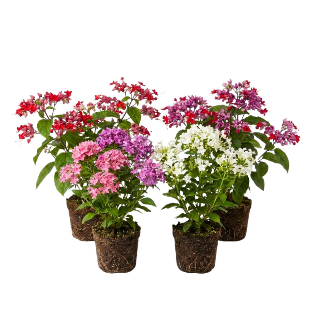 Random Clerodendrum Live Plant 4-7 Inches, Chain of Glory Light Bulb Flowering Shrub Starter Plant for Indoor Outdoor Garden