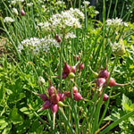 Set 5 Walking Onion Plants, Egyptian Onion Plants, Perennial Garden Herb