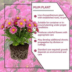 Chrysanthemum Plants Live 4 to 7 Inch Tall, Mums Live Plants, Vibrant Perennial Mum Plant for Planting in Garden (Pink)