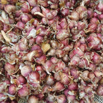 Pack of 100 Walking Onion Seeds, Cold Hardy Egyptian Walking Onion Plant Seeds for Planting, Not Bulbs or Bulbils, Heirloom Perennial Onion Vegetable Garden Seeds