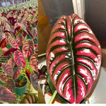 Colocasia Elephant Ears Live Plant, Alocasia Plant, Esculenta Taro Live Houseplant, 5-7 Inc Tall (Alocasia Red Cuprea)