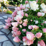 2 Hydrangea Plant Live, Hardy Hydrangea Bush Shrub for Outdoor Garden Planting, Bare Roots Dormant 6-12 Inch (Pink White Hydrangea)