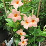 Peach Mandevilla Live Plant Vine, Climbing Mandevilla Vine Plant, 5 to 7 Inc Tall