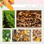 10 Turmeric Roots for Planting, Top Size Curcuma Turmeric Rhizomes, Hardy Perennial Herb Plants for Growing Outdoors