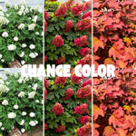 Hydrangea Plant Live Tree Dormant in Winter, Vibrant Color Bloom, 5-11" Well-Rooted Hydrangea Shrub Bush for House Planting Outdoor (Ruby Slipper)