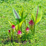 Set 8 Turmeric Roots for Planting, Fresh Yellow Turmeric Root, Curcuma Longa, Ready for Indoor Outdoor Gardening