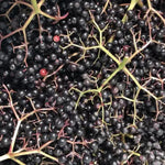 2 Elderberry Bushes Live Plants, 9 Months Old 5-9" in Tall Seedling, Elderberry Plants Live for Planting, Cold Hardy, Zones 3-8