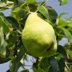 Pear Tree Live Plant, Pear Edible Fruit Tree, 10-18 Inch Tall