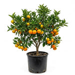 Clementine Mandarin Tree Plant, Live Tangerine Citrus Tree 1-2 Ft Tall in Gallon Pot, Cold Hardy Citrus Tree for Planting