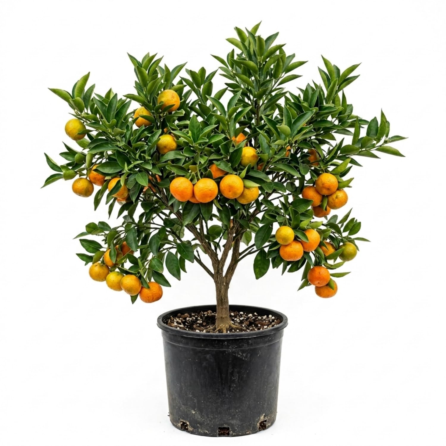 Clementine Mandarin Tree Plant, Live Tangerine Citrus Tree 1-2 Ft Tall in Gallon Pot, Cold Hardy Citrus Tree for Planting