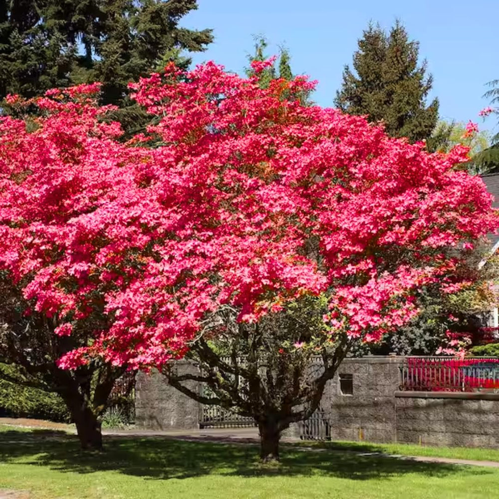Pack 2 Pink Dogwood Trees for Planting Outdoors, 6 to 12 Inc Tall Pink Flowering Dogwood Trees Live Plants in 2.5" Pot, Cold Hardy, Well Rooted