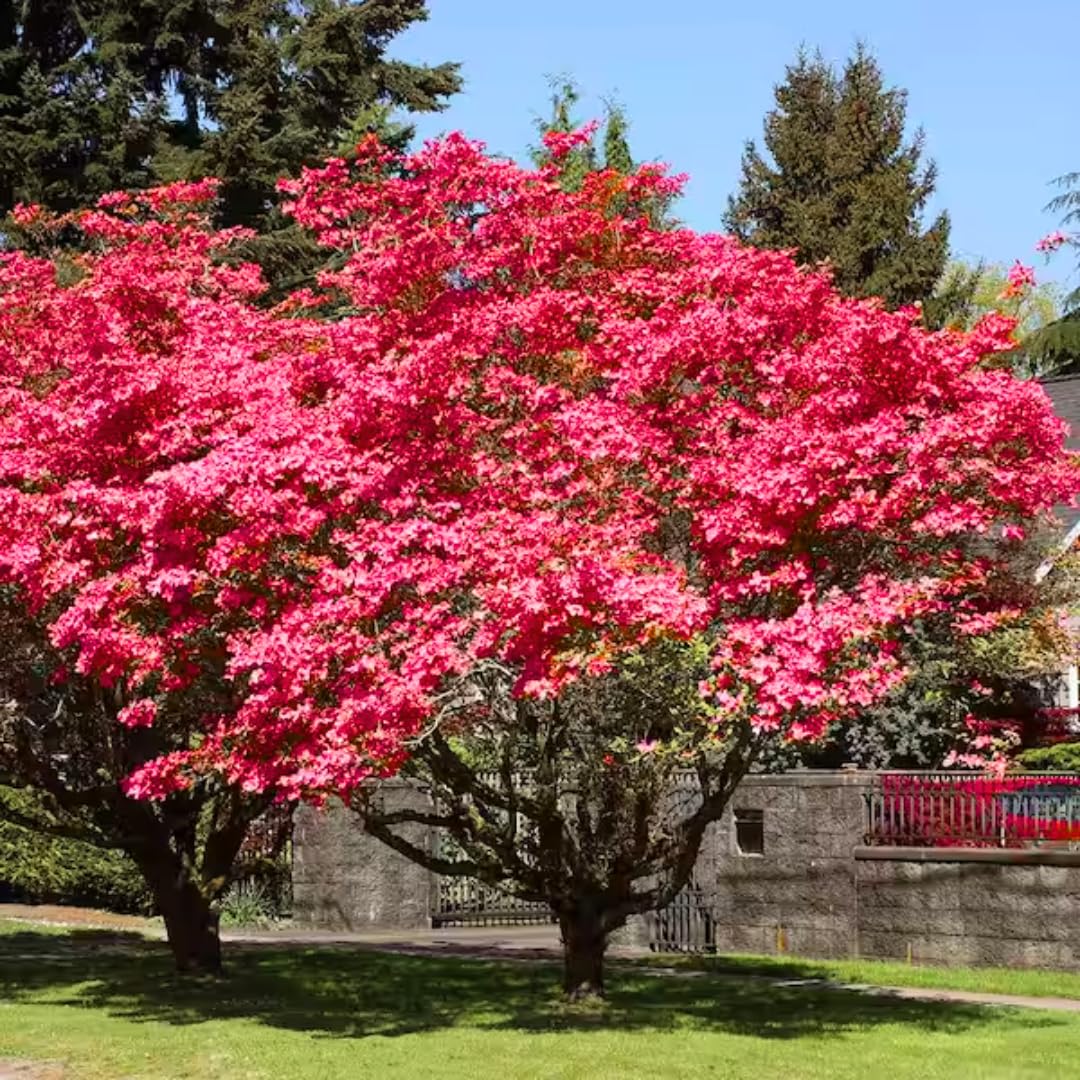 Pack 2 Pink Dogwood Trees for Planting Outdoors, 6 to 12 Inc Tall Pink Flowering Dogwood Trees Live Plants in 2.5" Pot, Cold Hardy, Well Rooted