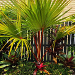 Palm Tree Live Plant, Fully Rooted in 3 Gallon Pot, Rare Tropical Plant Live for Indoor or Outdoor Growing, Rare Red