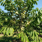 Pawpaw Live Plant, Pawpaw Fruit Tree, 1-2 Ft Tall