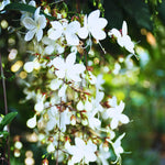 Set 2 Clerodendrum Plants Live, Light Bulb Chain of Glory Vine, Bell Shaped Flowers (Light Smithianum Wallichii Clerodendrum)