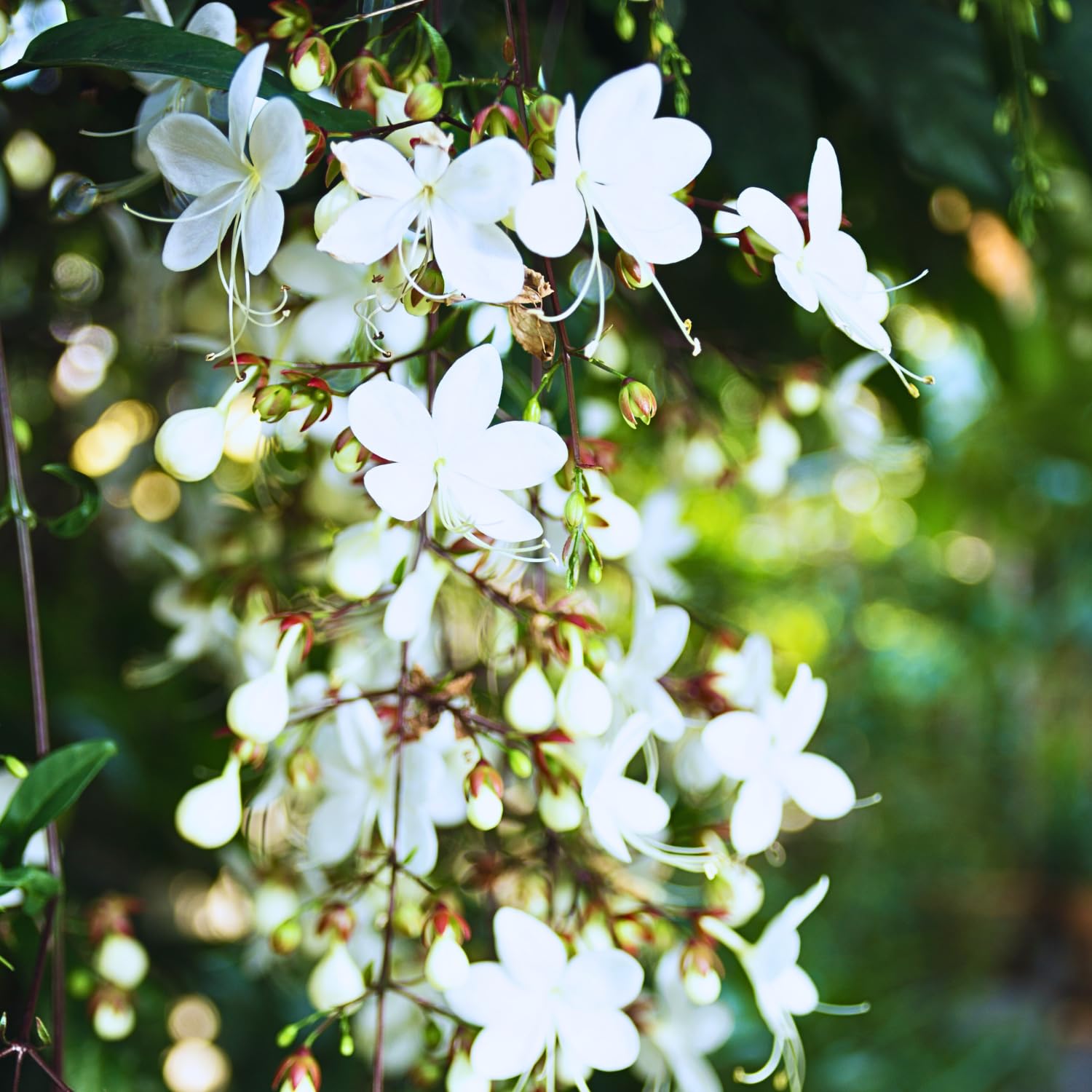 Set 2 Clerodendrum Plants Live, Light Bulb Chain of Glory Vine, Bell Shaped Flowers (Light Smithianum Wallichii Clerodendrum)