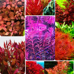200 Aquarium Plant Seeds for Fish Tank, Mixed Aquatic Grass Seeds for Freshwater Aquarium, Fast-Growing