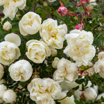 Climbing Roses Live Plants, Rose Bushes Ready to Planting, No Pot, Cut Back, Well Rooted, 6-8 Months Old (White)