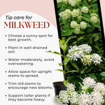 Pack 2 White Milkweed Live Plants, Butterfly Milkweed Shrub, Asclepias Tuberosa Plants 4-8 Inches