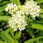 2 White Milkweed Plants Live, 5-8 Inch Tall, Butterfly Milkweed Asclepias Tuberosa Plant for Perennial Flower