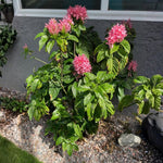 Pink Shrimp Plant Live, Live Shrimp Shrubs Plant, 5-7 Inches Tall, Easy Care Houseplant, Fragrant Blooms, Indoor Outdoor Growing