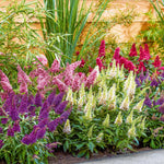 Pack 2 Butterfly Bushes Live Plant, Fragrant Buddleia Bush Shrub, 4 to 9 Inch Tall (Mixed Blooms)